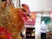 VIRUS H7N9: «wet markets» incriminés nouvelle étude Lancet- ECDC
