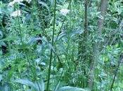 Valeriana officinalis