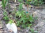 Sambucus canadensis, drageonne