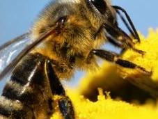 Pesticides l'UE vote sursis pour abeilles