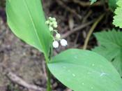 Convallaria majalis