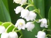 Fête travail, muguet (porte-bonheur)