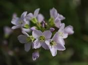 défaut muguet