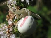 petite araignée toute mignonne Misumena vatia (Araignée crabe)