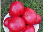 KOKOPELLI condamnée: biodiversité, illusions internationalnews