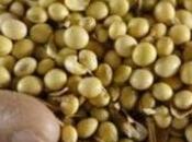 Bruxelles va-t-elle criminaliser l’utilisation semences enregistrées