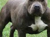 ETATS-UNIS. Violence: pitbulls tuent femme dans banlieue Angeles