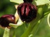 Ophrys passionis (Ophrys passion)