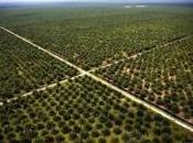 Huile palme Terreur déforestation
