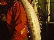 Festival photo L’homme Guilvinec