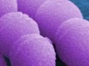 MICROBIOTE: Découverte d'une bactérie intestinale anti-obésité anti-diabète PNAS