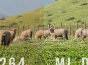 Workflow Video avec Magic Lantern