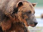 Achète brosse dents