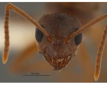 La fourmi dévoreuse d’électronique