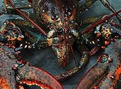 Homard toutes Sauces