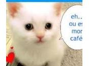 Ouverture prochaine café chats