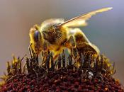 Biodiversité ruches installées centrale Bouchain