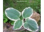 Déco-Jardin Hostas