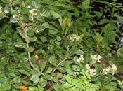 Raphiolepis umbellata fleurs