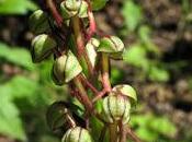 Orchis anthropophora (Orchis homme-pendu)