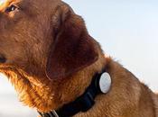 Whistle collier-santé pour chiens