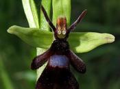 Ophrys insectifera (Ophrys mouche)