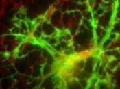 SCLÉROSE plaques: traitement réinitialise système immunitaire Science Translational Medicine