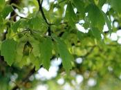 Acer griseum