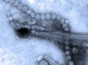 Virus aviaire H7N9: glissements génétiques préoccupants