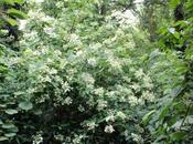 Hydrangea heteromalla 'Bretschneideri'
