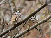 Bruants couronne blanche...
