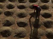 Chants café exposition photographe Reza