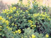 Coronilla valentina sauvée eaux