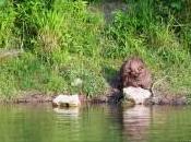 Castor installé berges Neuchâtel…