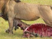 Quelle Afrique lève