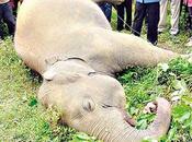 Thaïlande Eléphant sauvage électrocuté mort