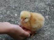 Auto-entrepreneurs mort annoncée