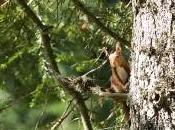 Ecureuil roux juché sapin dans réserve Creux-du-Van