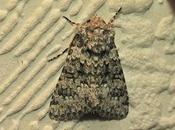 Papillon nuit parfois appelé noctuelle salade...