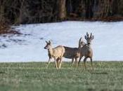 brocard velours deux chevrettes d’hiver hauts Val-de-Travers…