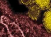 CORONAVIRUS CoV-MERS: taux létalité atteint
