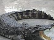 Nong Khai Crocodile Show