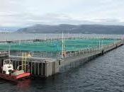 Vidéo: Alerte saumon Norvège très toxique pour santé