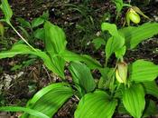 Cypripedium calceolus (Sabot Vénus)