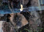 Pholcus, mère attentionnée