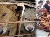C'était juin 2013 massacres canins Yulin Chine