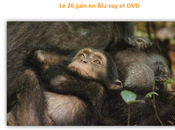 Chimpanzés Blu-ray Découvrez Complicité Singes‏