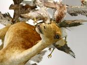 Taxidermie