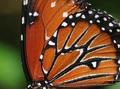L'IMAGE JOUR: Jardin papillons, Hunawihr