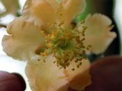 Actinidia chinensis, mâle